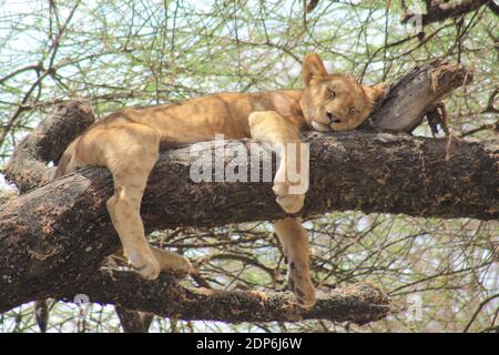 Eine wilde Löwin schläft auf einem Ast, Lake Manyara, Tansania Stockfoto