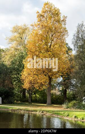 Liriodendron tulipifera im Herbst Stockfoto