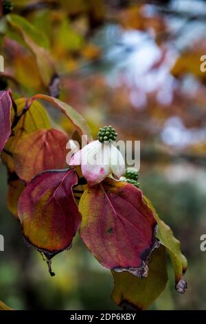 Cornus kousa var. kousa Stockfoto