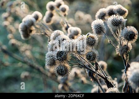 Samenschoten von Arctium lappa mit Reim Stockfoto