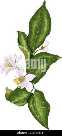 Zitruszweig mit blühenden Blumen im Vektor-Grafik-Design. Blumen haben rosa Töne für die Schaffung von warmen Frühlingsstimmung Stock Vektor