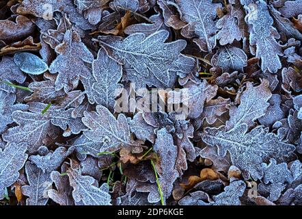 Kersdorf, Deutschland. Dezember 2020. Raureif ist auf Eichenblättern zu sehen, die auf einer Wiese am Waldrand liegen. Quelle: Patrick Pleul/dpa-Zentralbild/ZB/dpa/Alamy Live News Stockfoto