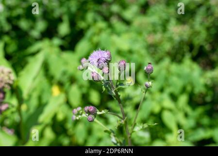 Rosa Distel oder cirsium vulgare, Speerdistel wächst in einem Feld in Litchfield Connecticut an einem Sommertag in neuengland. Stockfoto