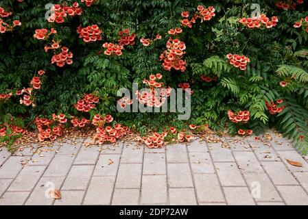 Campsis radicans Orangenblüte Stockfoto