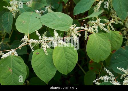 Reynoutria japonica blüht Stockfoto