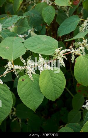 Reynoutria japonica blüht Stockfoto