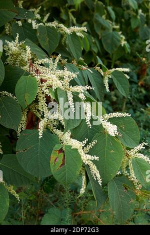 Reynoutria japonica blüht Stockfoto