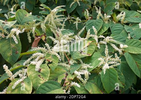 Reynoutria japonica blüht Stockfoto