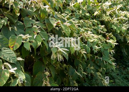 Reynoutria japonica blüht Stockfoto