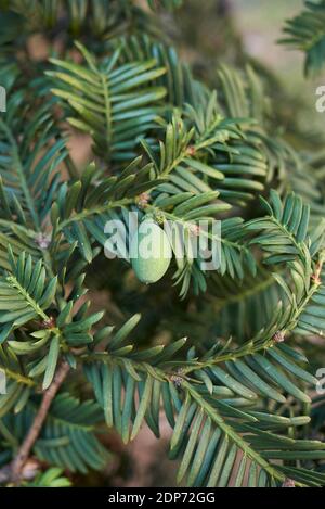 Taxus baccata Blätter und Samen Stockfoto