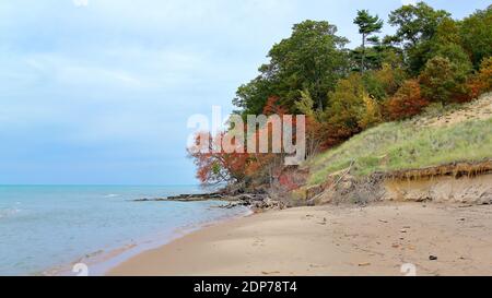 Eichen in Herbstfarben am Ufer des Sees Michigan Stockfoto