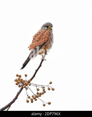 Kestrel auf Zweig Stockfoto