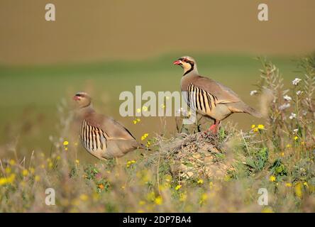 Rebhuhn, Paar in der Wildnis Stockfoto