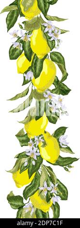 Nahtlose Muster vertikale Linie in Vektorgrafik mit blühenden Blumen und Ästen mit Früchten und Blättern. Es gibt gelbe und grüne Früchte der Zitrone Stock Vektor
