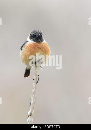 Europäischer Steinechat (Saxicola rubicola), Männchen Stockfoto