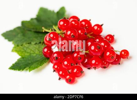 Reife rote Johannisbeeren (Ribes rubrum) mit grünen Blättern auf weißem Hintergrund mit fallengelassenen Schatten. Frisches Bündel von natürlichen Früchten auf Zweig. Nahaufnahme, Studio s Stockfoto