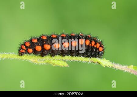 caterpillar - Archon apollinus, falscher Apollo, Schmetterling Stockfoto