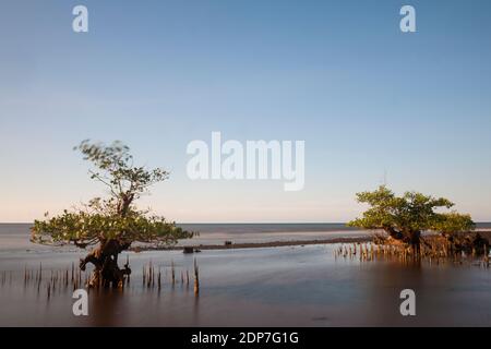 Gegen Abend im Mangrovenwald, Pecaron Strand, Situbondo Bezirk. Stockfoto