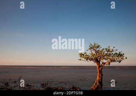 Gegen Abend im Mangrovenwald, Pecaron Strand, Situbondo Bezirk. Stockfoto