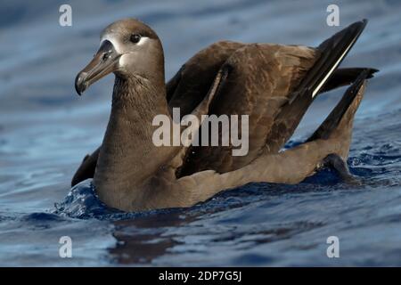 Schwarzfußalbatros (Phoebastria nigripes), Schwimmen auf See bei den Ogasawara Inseln, Japan 1. Mai 2015 Stockfoto