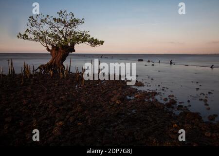 Gegen Abend im Mangrovenwald, Pecaron Strand, Situbondo Bezirk. Stockfoto