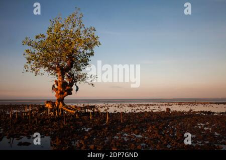 Gegen Abend im Mangrovenwald, Pecaron Strand, Situbondo Bezirk. Stockfoto