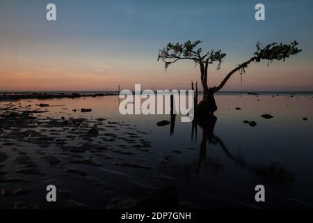 Gegen Abend im Mangrovenwald, Pecaron Strand, Situbondo Bezirk. Stockfoto