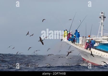 Gestreifte Scherfische (Calonectris leucomelas) strömen um das kommerzielle Thunfisch-Fischerboot, Izu-Inseln, Japan 30. April 2015 Stockfoto