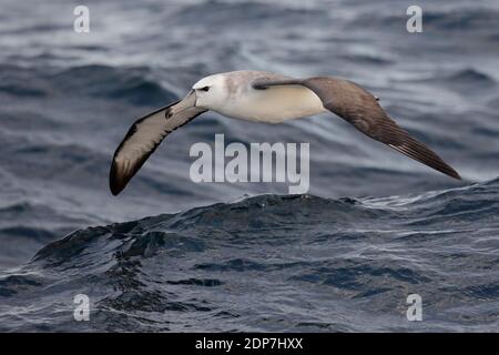 Weißdeckelblatros (Thalassarche steadi), 2. Radvogel, Flug auf See in der Nähe von Wellen, Neuseeland März 2013 Stockfoto