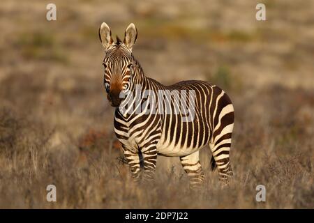 Cape Mountain Zebra (Equus Zebra Zebra), Vorderansicht eines Erwachsenen, Karoo National Park, Western Province, Südafrika Oktober 2012 Stockfoto