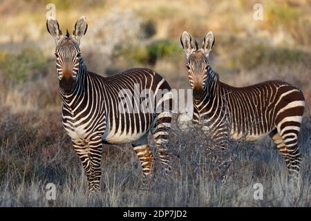 Cape Mountain Zebra (Equus Zebra Zebra), Seitenansicht von zwei Erwachsenen, Karoo National Park, Western Province, Südafrika Oktober 2012 Stockfoto