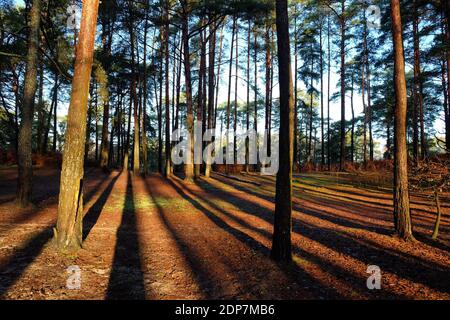 Lange Schatten im Wald an einem sonnigen, kalten Wintermorgen, Surrey, Großbritannien Stockfoto