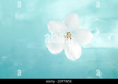 Weiße Blume im Wasser, blauer Spa-Hintergrund. Stockfoto