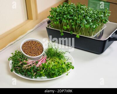 Eine Platte mit Mikrogrünen und Samen für die Keimung. Sprossen von mehreren Arten von Pflanzen für den menschlichen Verzehr. Natürlicher Vitaminkomplex. Stockfoto