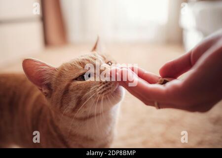 Frau füttert Ingwerkatze, Katze isst von weiblichen Händen. Füttern der Katze mit leckerem Katzenfutter Stockfoto