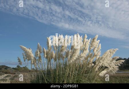 Pampagras (Cortaderia selloana) Wächst in den Sanddünen mit EINEM dramatischen Wolkenblau Himmelshintergrund auf der Insel Tresco auf den Inseln Von Scilly Stockfoto