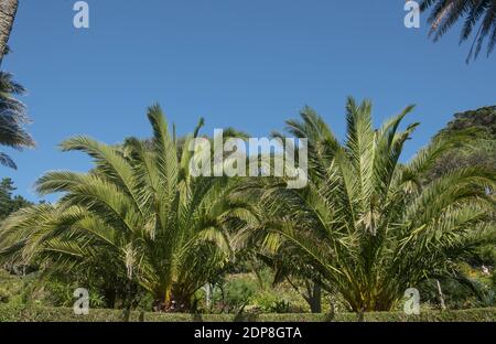 Immergrüner Laub einer Kanarische Dattelpalme (Phoenix canariensis), die in einem Garten auf der Insel Tresco in den Inseln von Scilly, England wächst Stockfoto