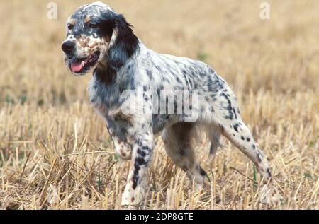 Englischer Setter Hund im Feld stehend Stockfoto