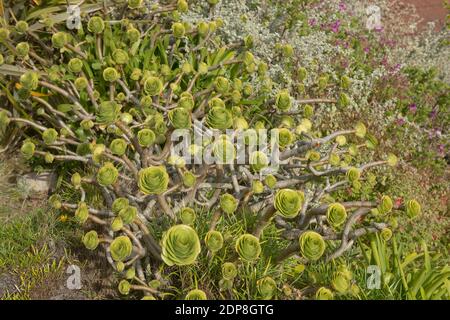 Gruppe von Wildsukkulenten Evergreen Aeonium Untertasse Pflanzen (Aeonium undulatum) Wächst in einem Straßenrand Verge auf der Insel Tresco Auf den Scilly-Inseln Stockfoto