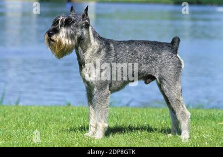 Riesenschnauzer, Männlich, (alte Standard Rasse mit abgeschnittenen Ohren) Stockfoto