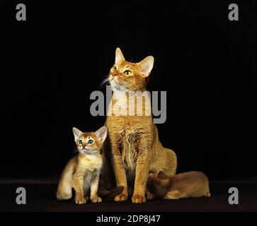 Rote Abessinier Hauskatze, Mutter und Kätzchen säugen gegen schwarzen Hintergrund Stockfoto