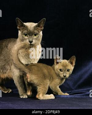 Blaue burmesische Hauskatze, Mutter mit Kätzchen vor schwarzem Hintergrund Stockfoto