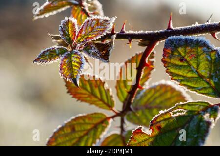 BlackBerry-Blätter auf stacheligen Zweig mit Eiskristallen von Raureif bedeckt leuchten in lebendigen Farben. Konzept der Wintersaison, des kalten Wetters oder des Klimas. Stockfoto