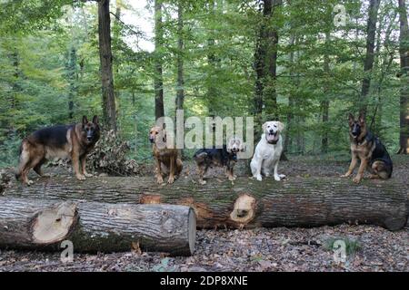 Verschiedene Rassen Hunde sitzen auf einem gefallenen Baumstamm in Ein Wald Stockfoto