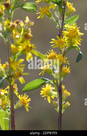 Gewöhnliche Goldrute, Echte Goldrute Goldrute, Gemeine, Goldrute, Solidago virgaurea, Europäische Goldrute, Goldrute, Solidage woundwort, kurz d'oder, B Stockfoto