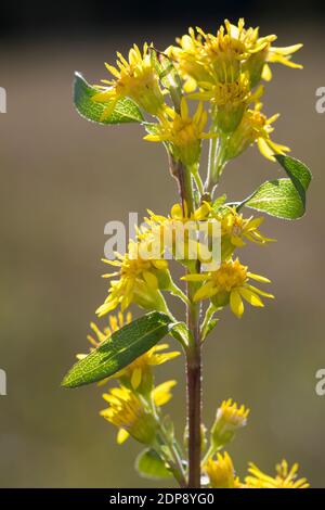 Gewöhnliche Goldrute, Echte Goldrute Goldrute, Gemeine, Goldrute, Solidago virgaurea, Europäische Goldrute, Goldrute, Solidage woundwort, kurz d'oder, B Stockfoto