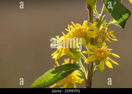 Gewöhnliche Goldrute, Echte Goldrute Goldrute, Gemeine, Goldrute, Solidago virgaurea, Europäische Goldrute, Goldrute, Solidage woundwort, kurz d'oder, B Stockfoto