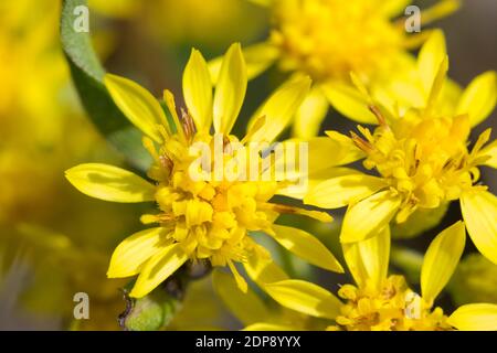 Gewöhnliche Goldrute, Echte Goldrute Goldrute, Gemeine, Goldrute, Solidago virgaurea, Europäische Goldrute, Goldrute, Solidage woundwort, kurz d'oder, B Stockfoto