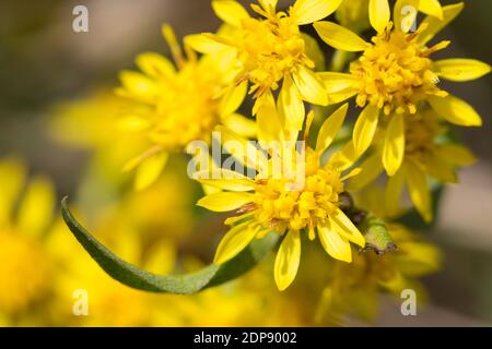 Gewöhnliche Goldrute, Echte Goldrute Goldrute, Gemeine, Goldrute, Solidago virgaurea, Europäische Goldrute, Goldrute, Solidage woundwort, kurz d'oder, B Stockfoto