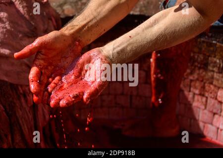 Ledergerberei in Fez, Marokko. Hände gefärbt durch Färben der Häute mit rotem Farbstoff (aus Mohn) Stockfoto